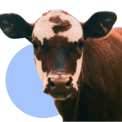 Collection image for: Livestock Supplements