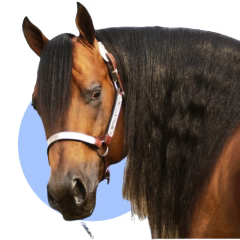 Collection image for: Horse Supplements