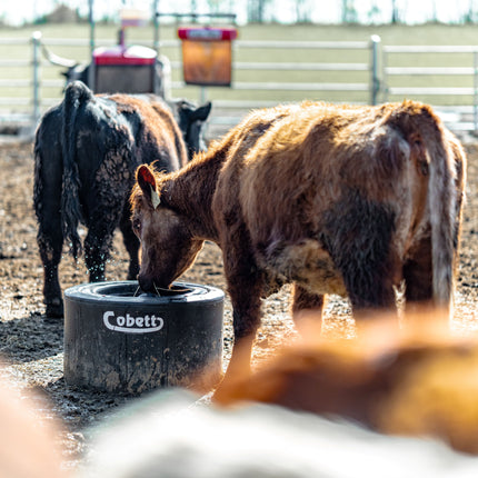 Cobett Model LB Large Cattle Waterer